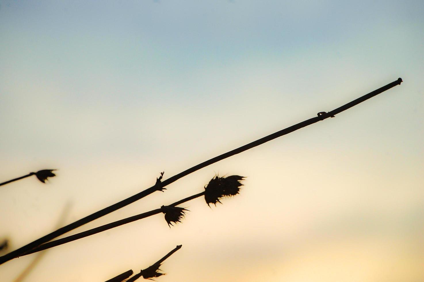 lindas ervas daninhas à tarde foto