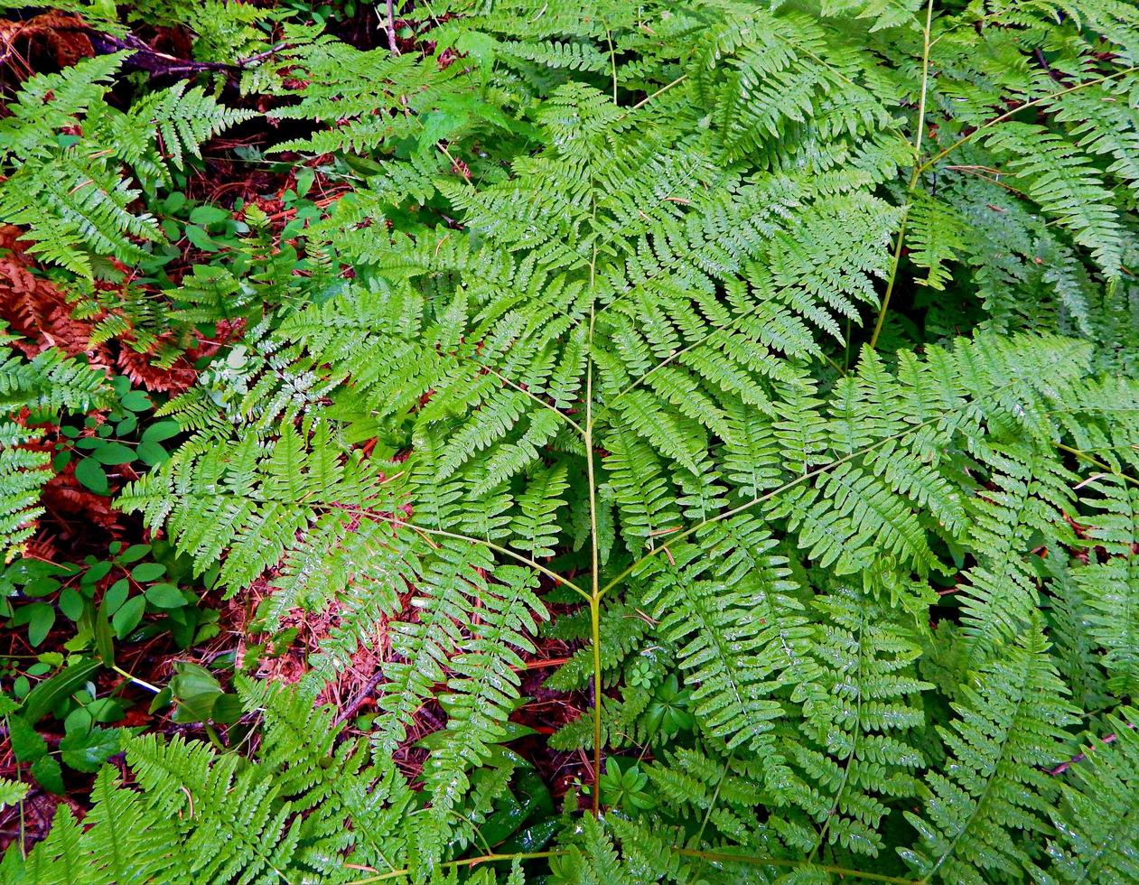 padrão natural - um desenho de samambaia na floresta perto de Davis Creek - a oeste de Camp Sherman, ou foto