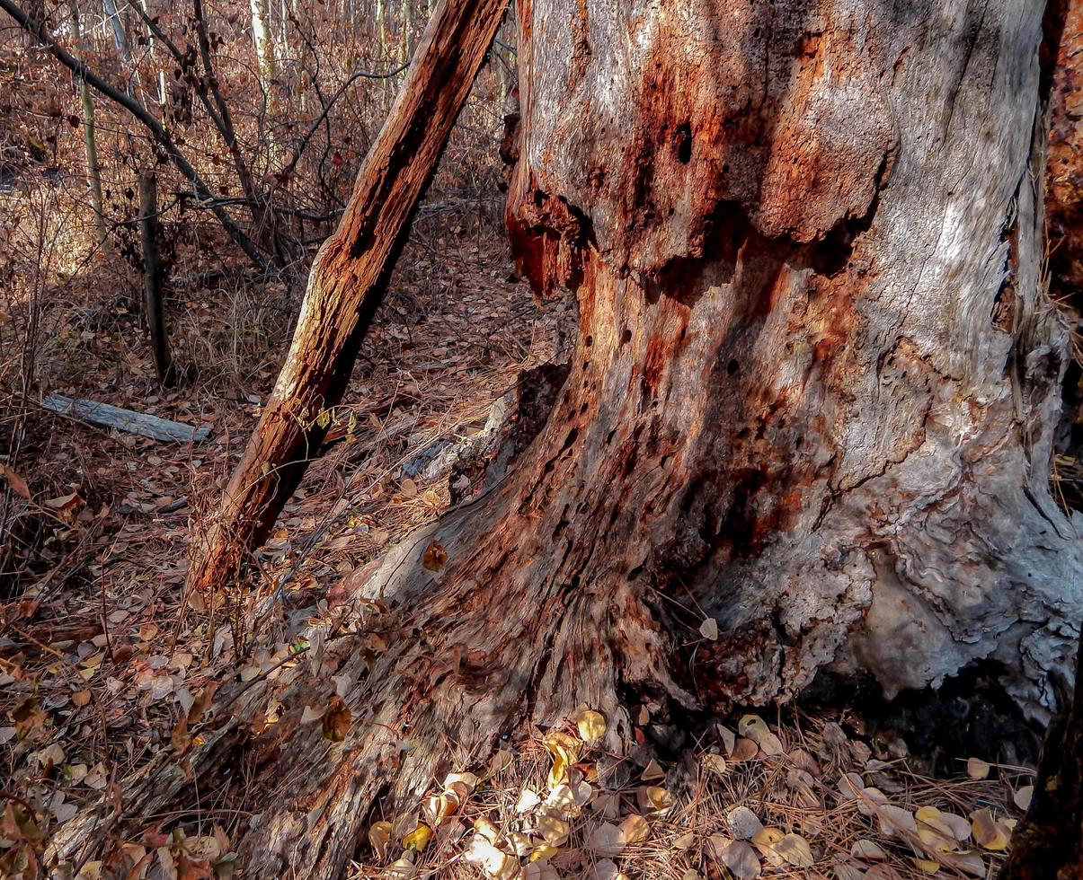 restos de pinheiros podres perto de Indian ford Creek perto de Irmãs, ou foto