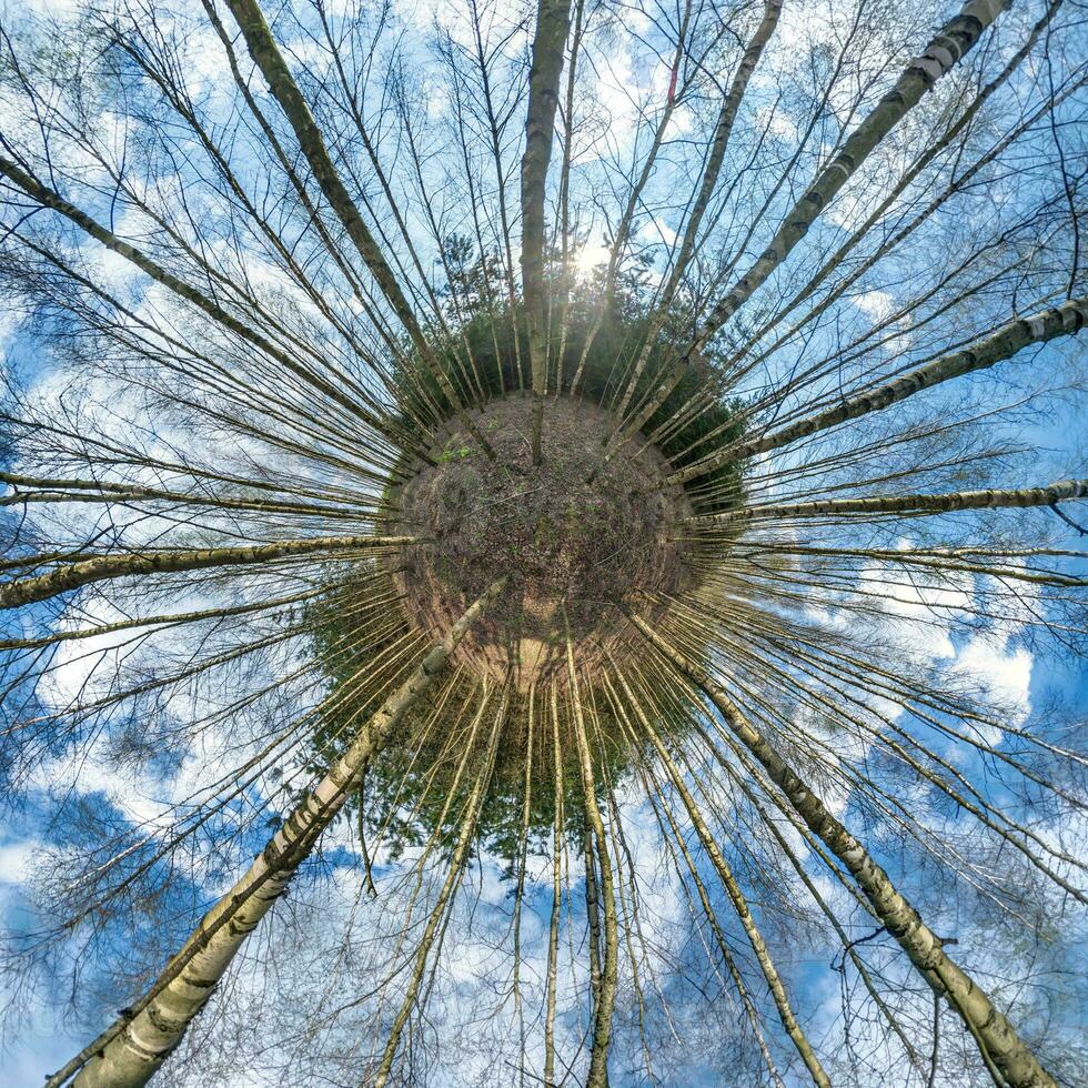 esférico abstrato aéreo Visão dentro floresta com desajeitado galhos. minúsculo planeta transformação do esférico panorama 360 graus. curvatura do espaço. foto