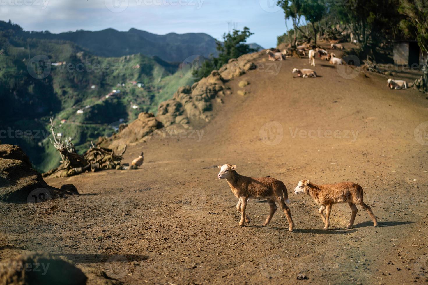 cabras em anaga mouintains em tenerife foto