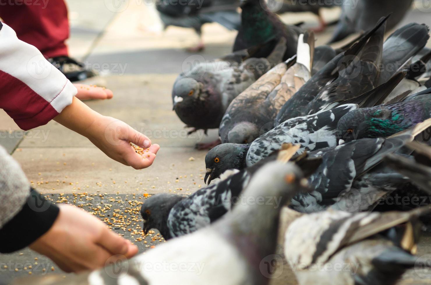 crianças alimentando pombos foto