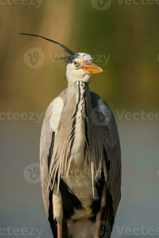 cinzento garça dentro pântano. pássaro comportamento dentro natural habitat. foto