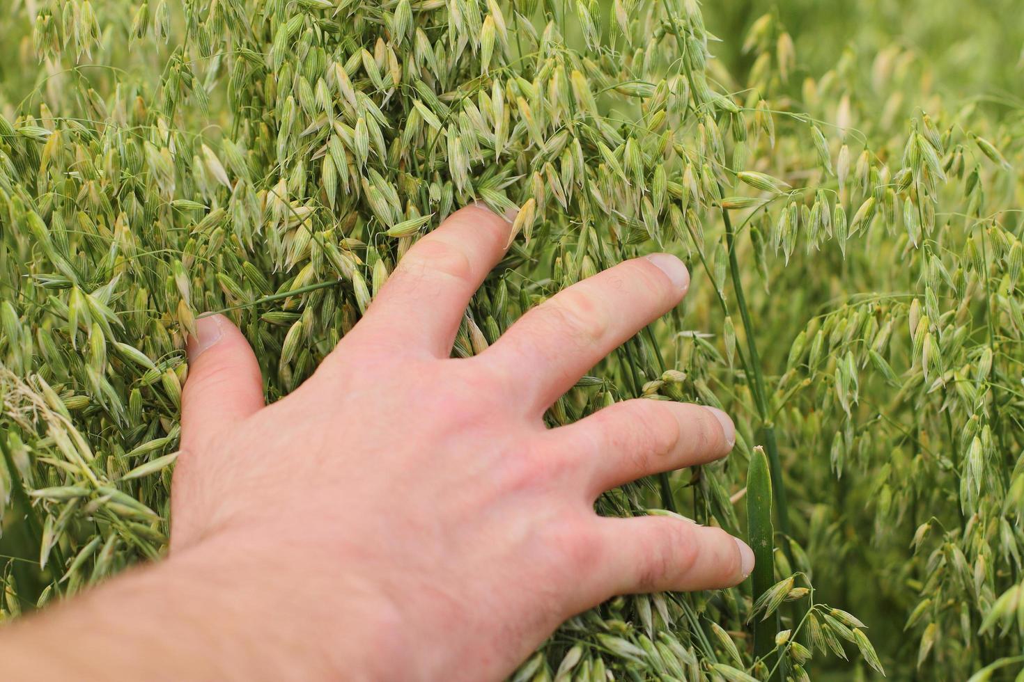 mão tocando plantas de aveia foto