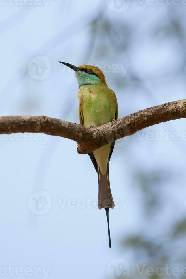 comedor de abelhas, meropidae pássaro em pé às árvore ramo foto