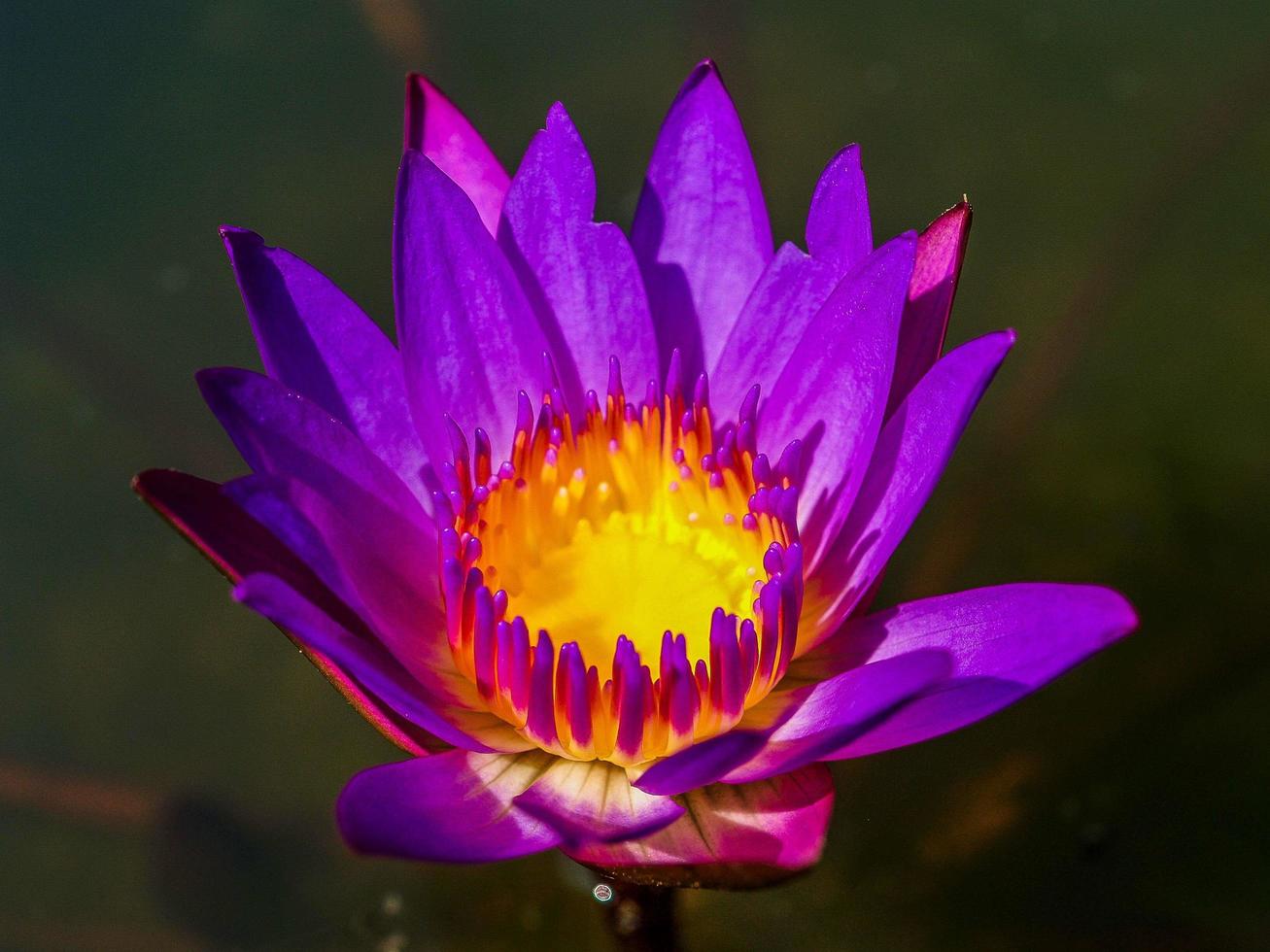 flor de lótus na natureza foto