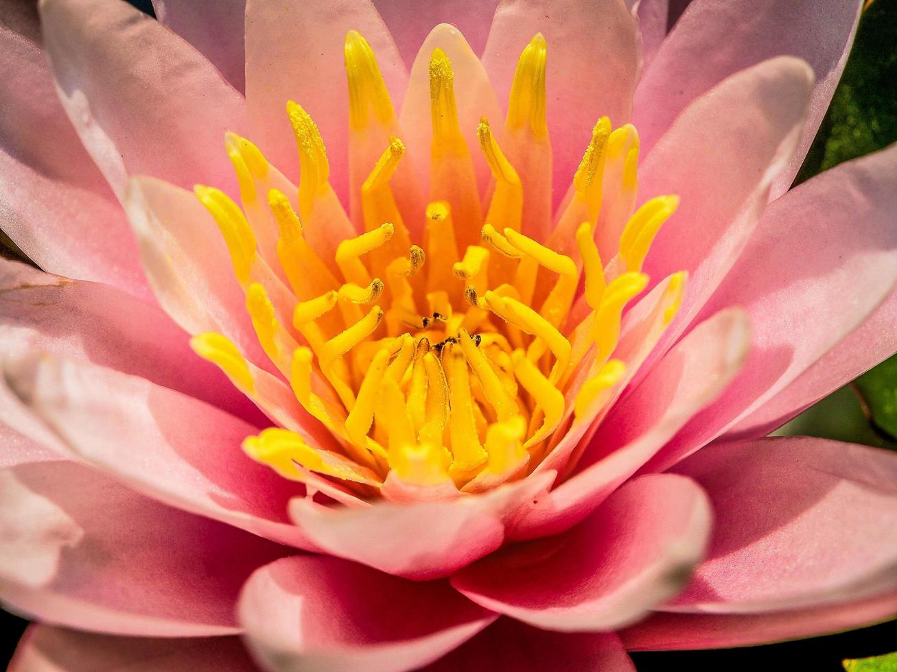 flor de lótus na natureza foto