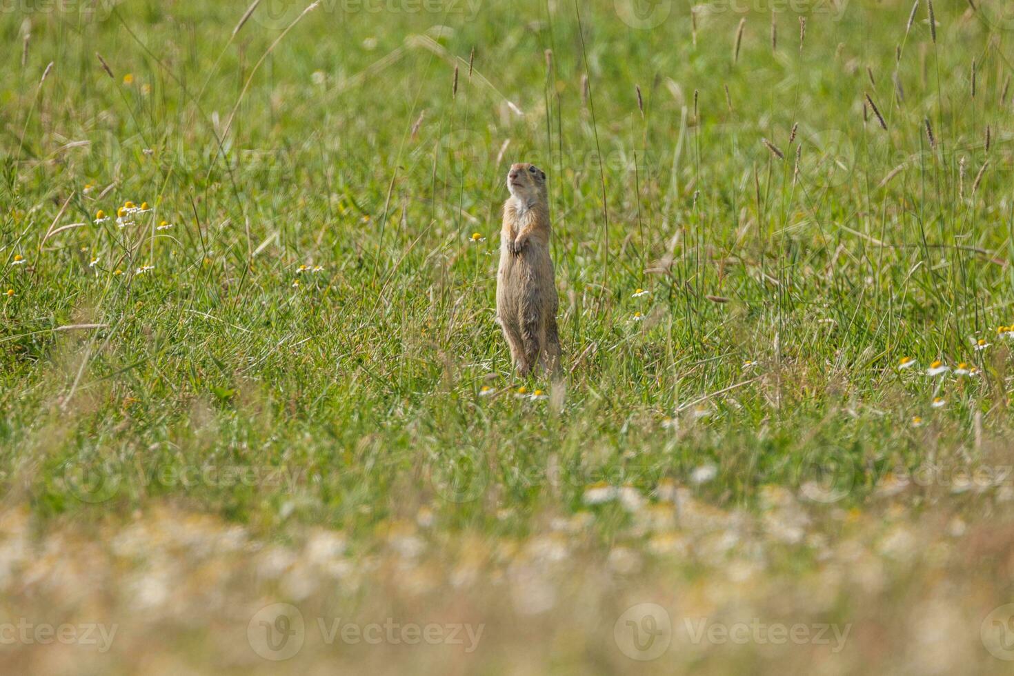 esquilo à terra europeu foto