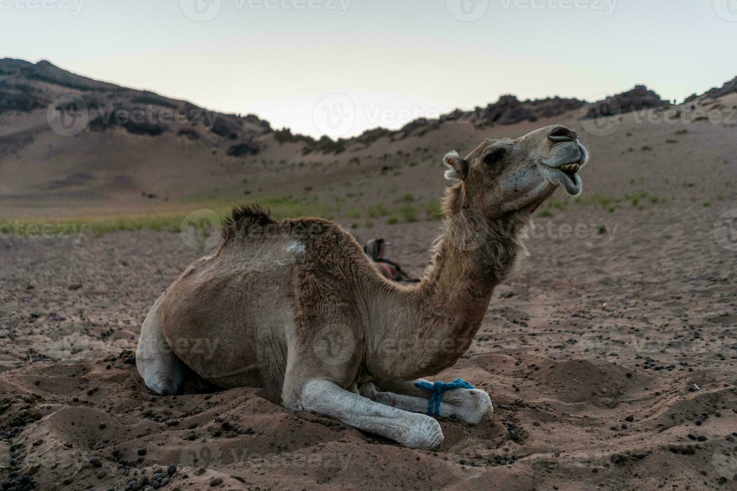 cênico deserto Visão com camelo foto