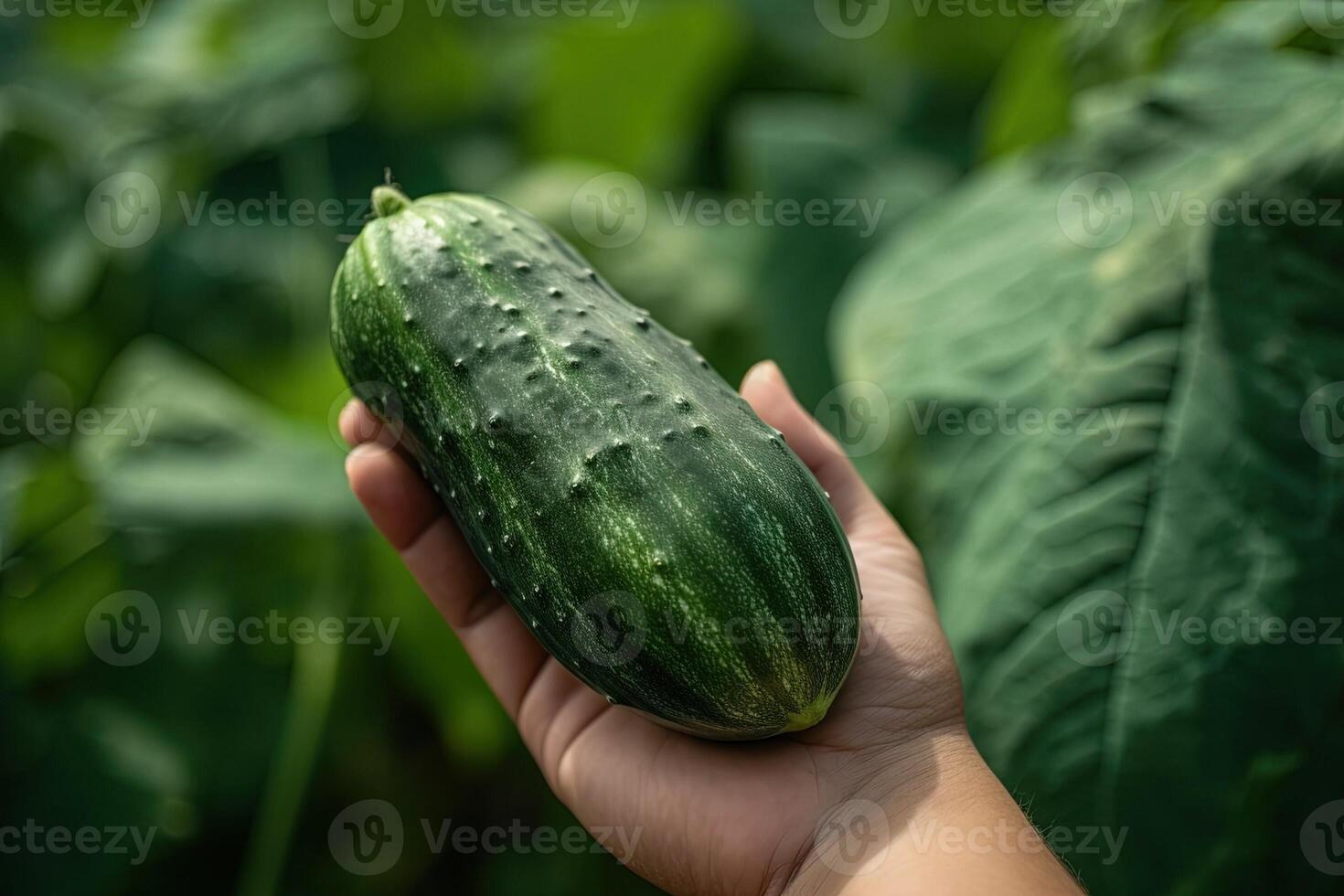 fêmea mão do mulher segurando grandes gigante pepino ilustração generativo ai foto