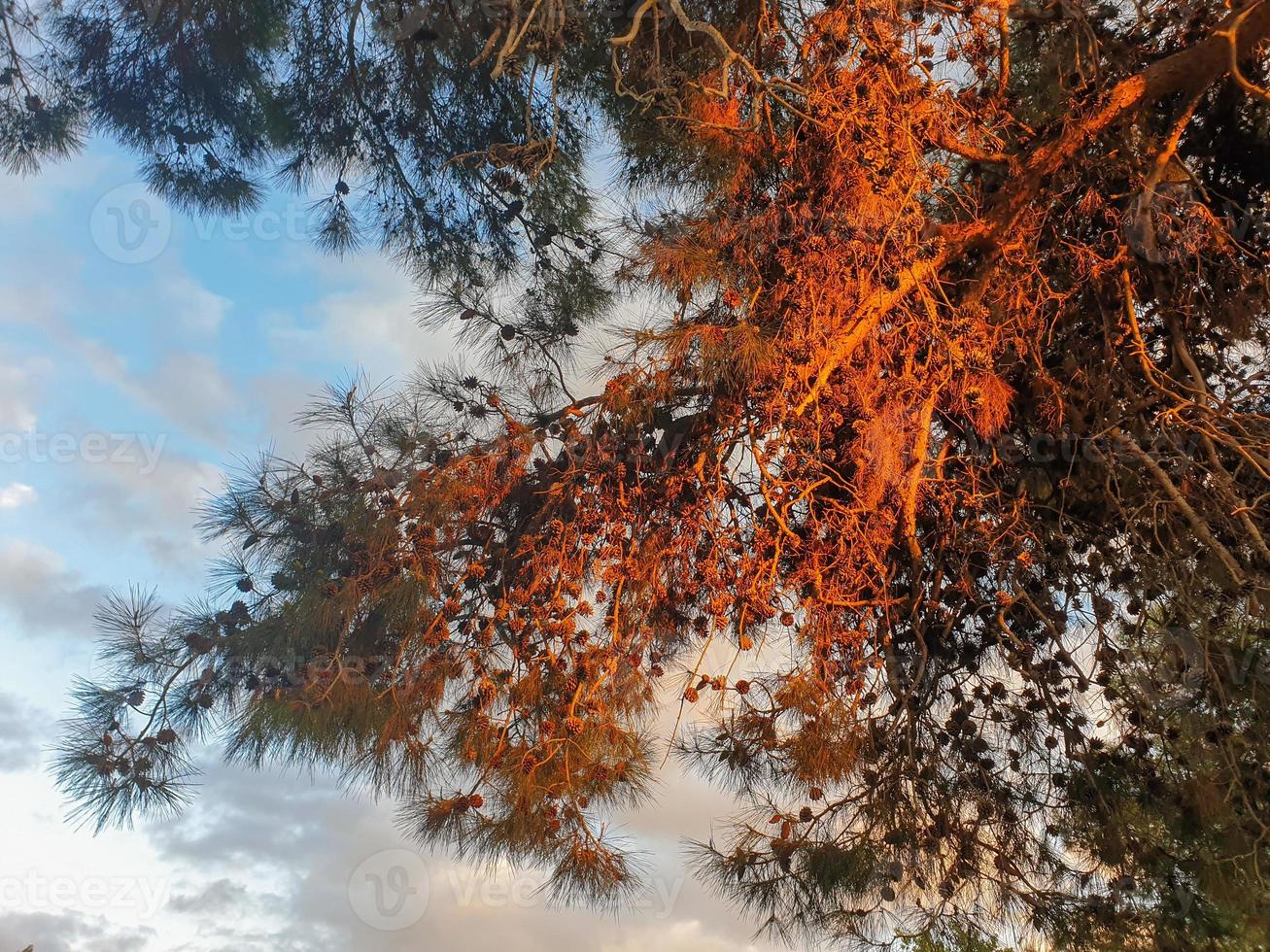 pinheiro lindamente iluminado no parque athalassa, nicosia, chipre em uma bela tarde ensolarada foto