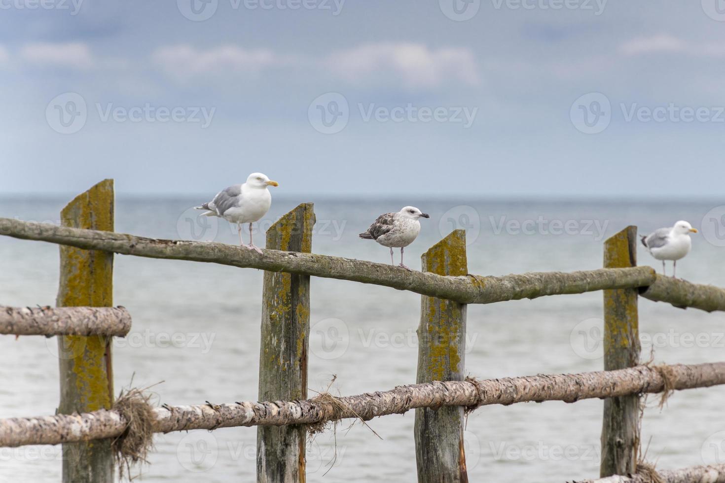 gaivotas em cima do muro com o mar ao fundo foto