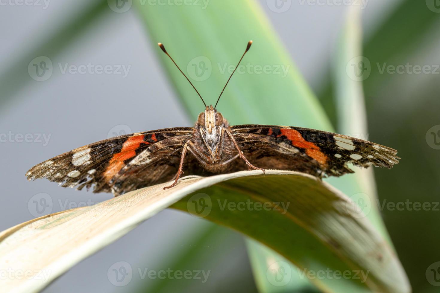 vista frontal de uma borboleta em uma folha de junco foto