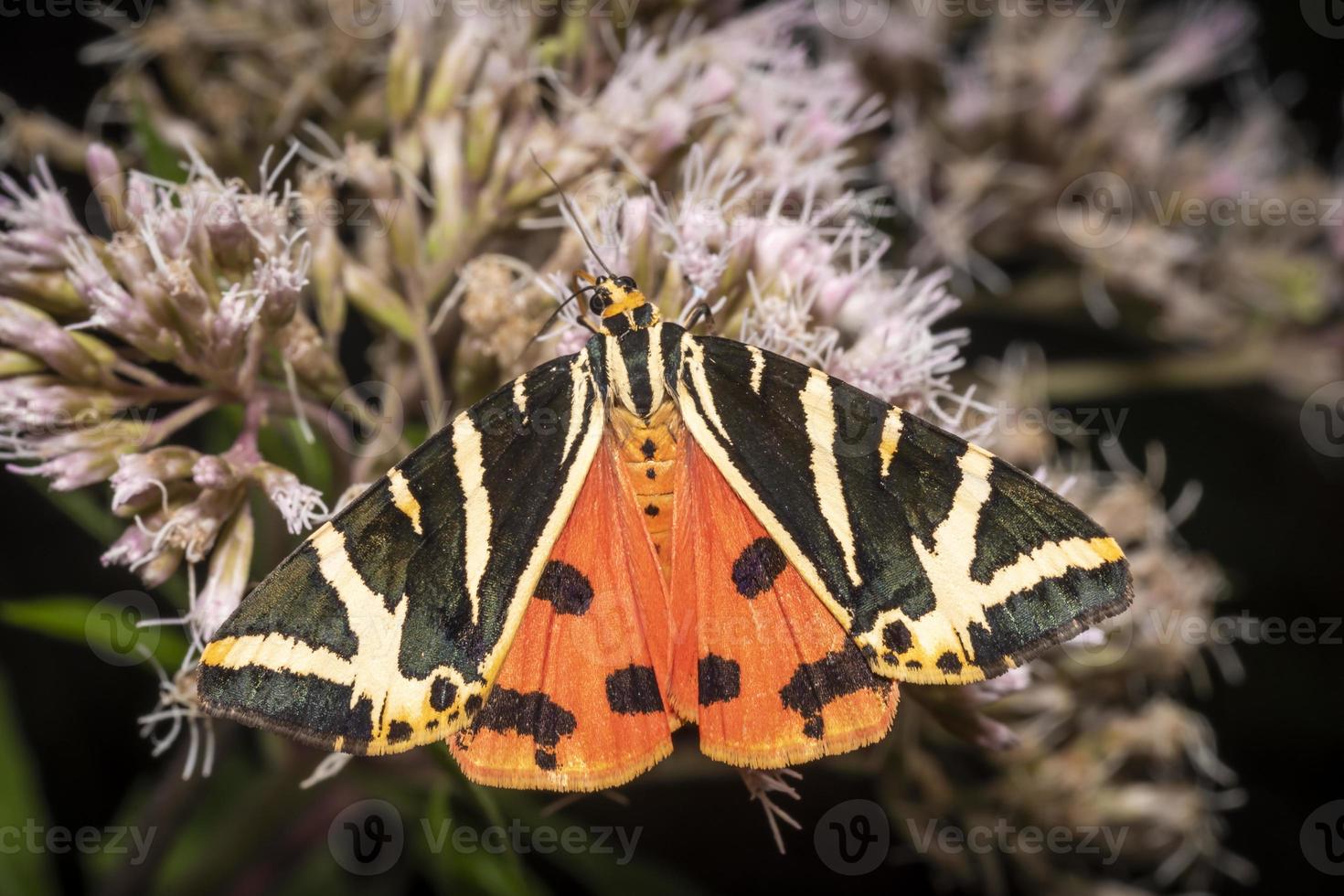 close-up de uma mariposa colorida em uma flor foto