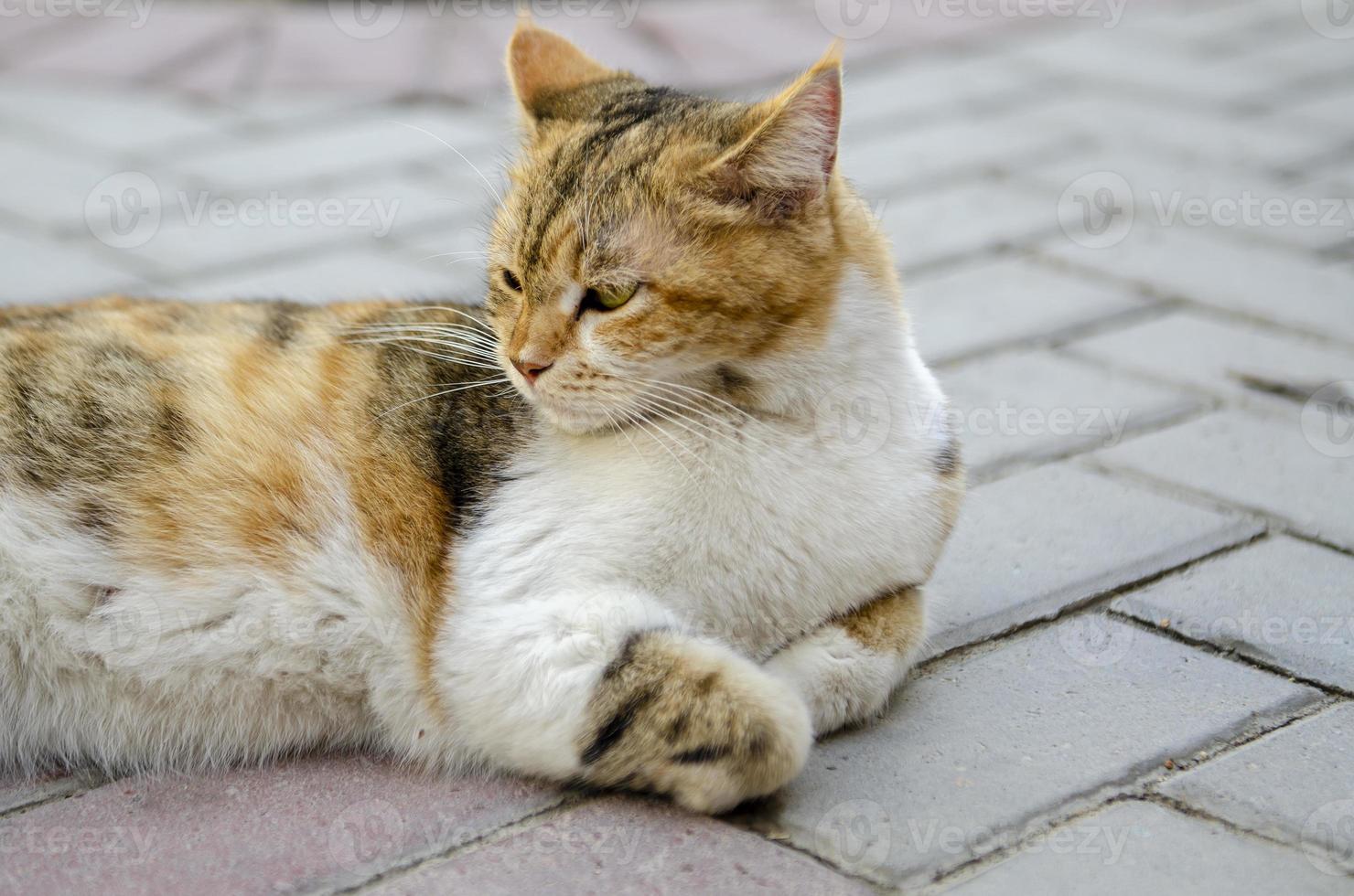 retrato de um gato foto