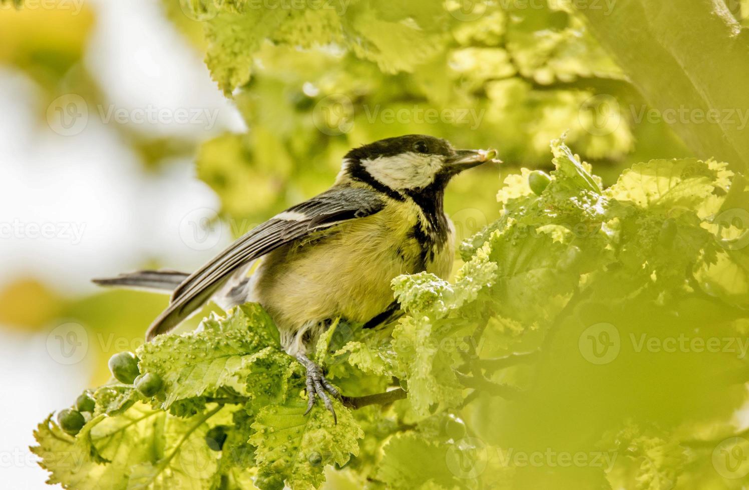 pássaro chapim em um arbusto verde foto