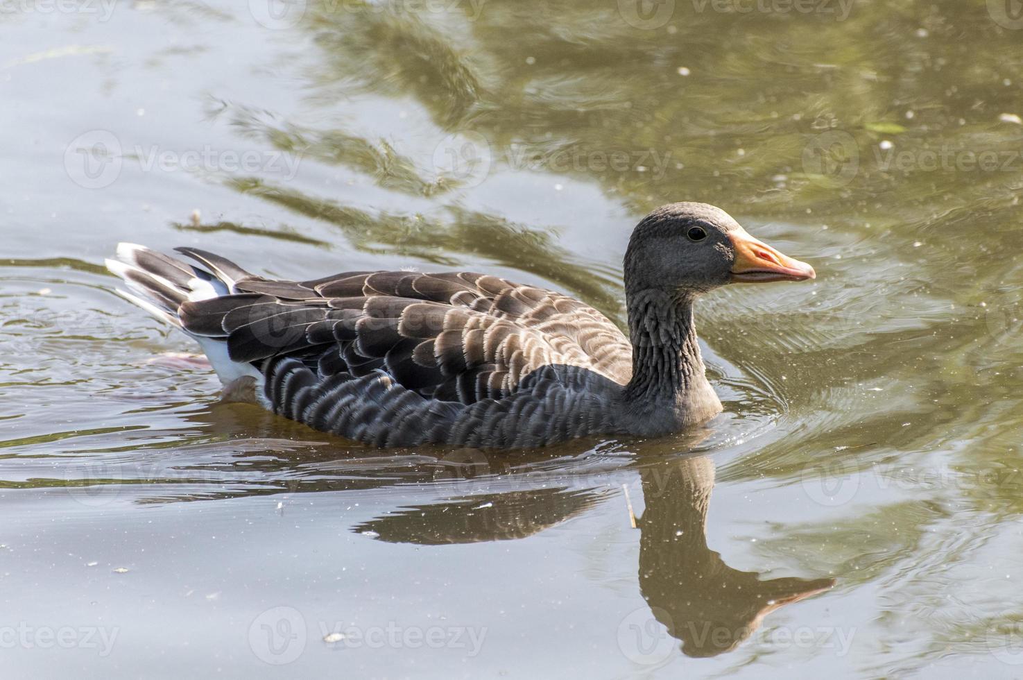 pato cinza nadando na água foto