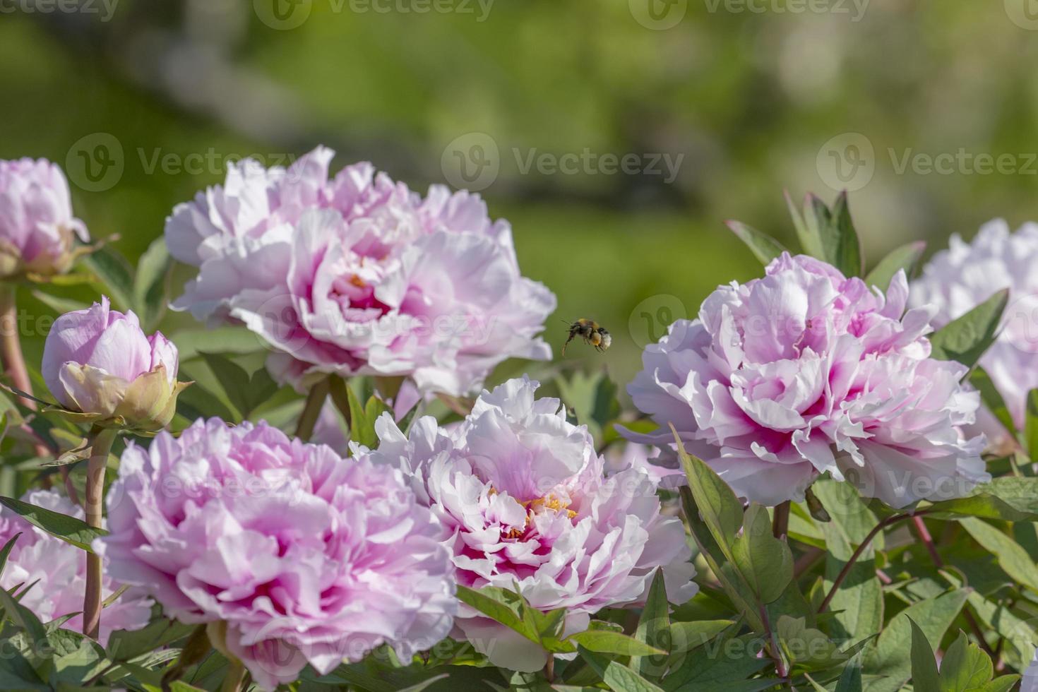 peônias rosa com abelha voadora foto