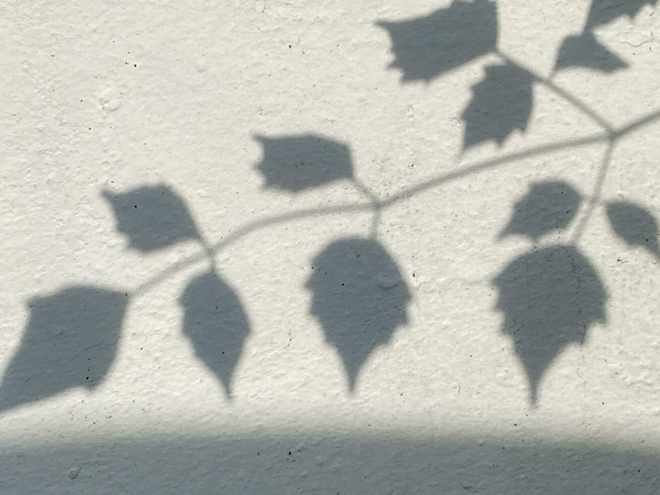 folhas de sombra no fundo da parede velha foto