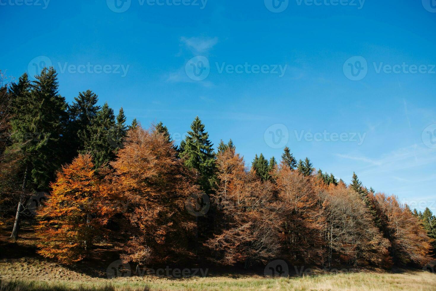 floresta de árvores de outono foto