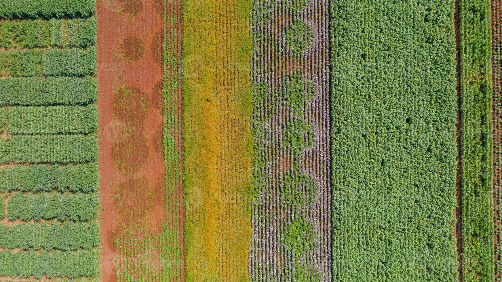 fundo de jardim de flores com belas flores coloridas na Tailândia foto