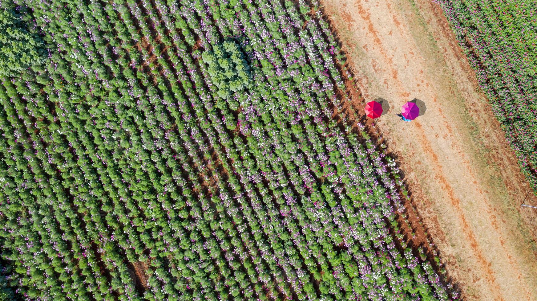 fundo de jardim de flores com lindos guarda-chuvas coloridos foto