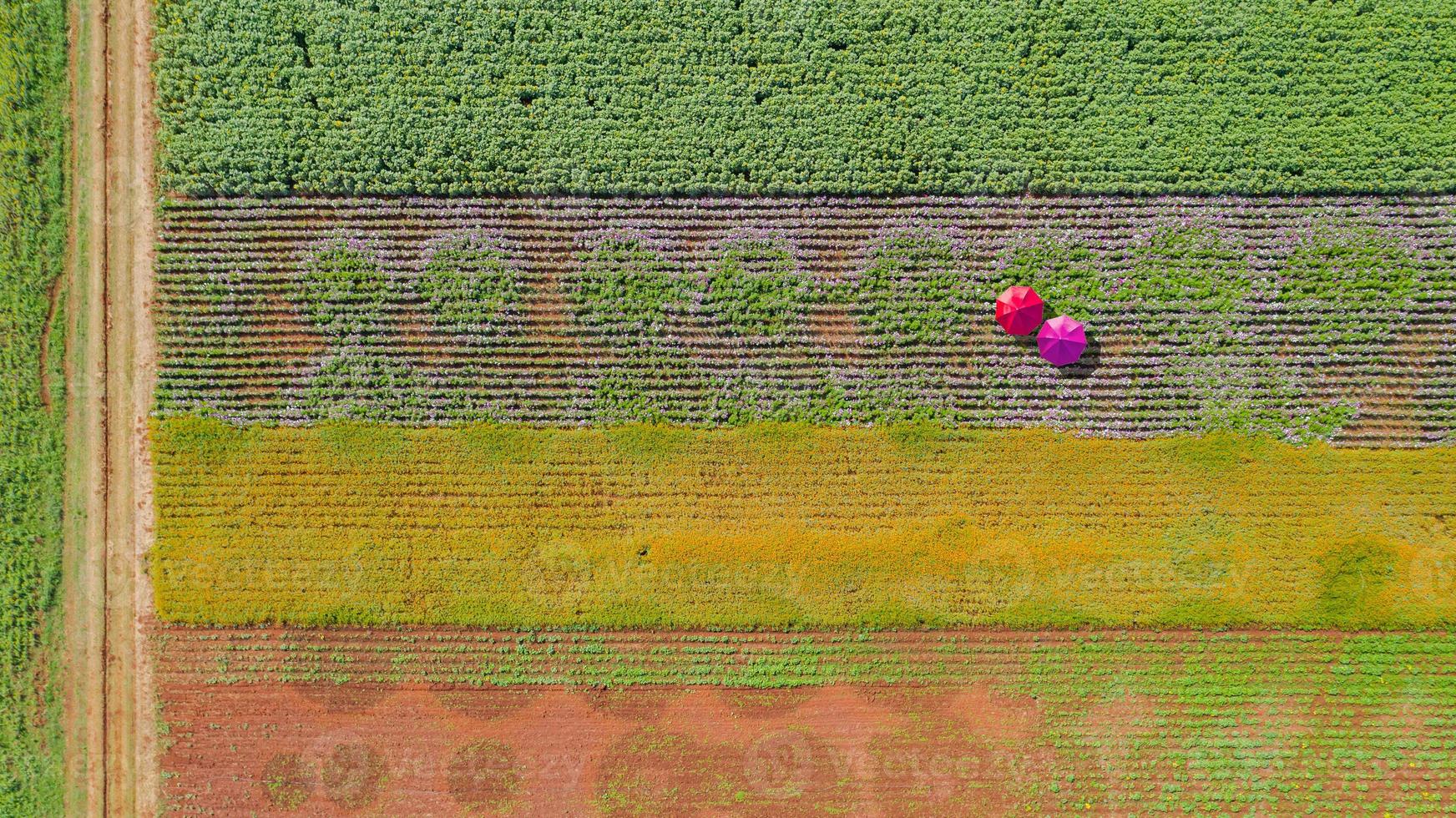 fundo de jardim de flores com lindos guarda-chuvas coloridos foto