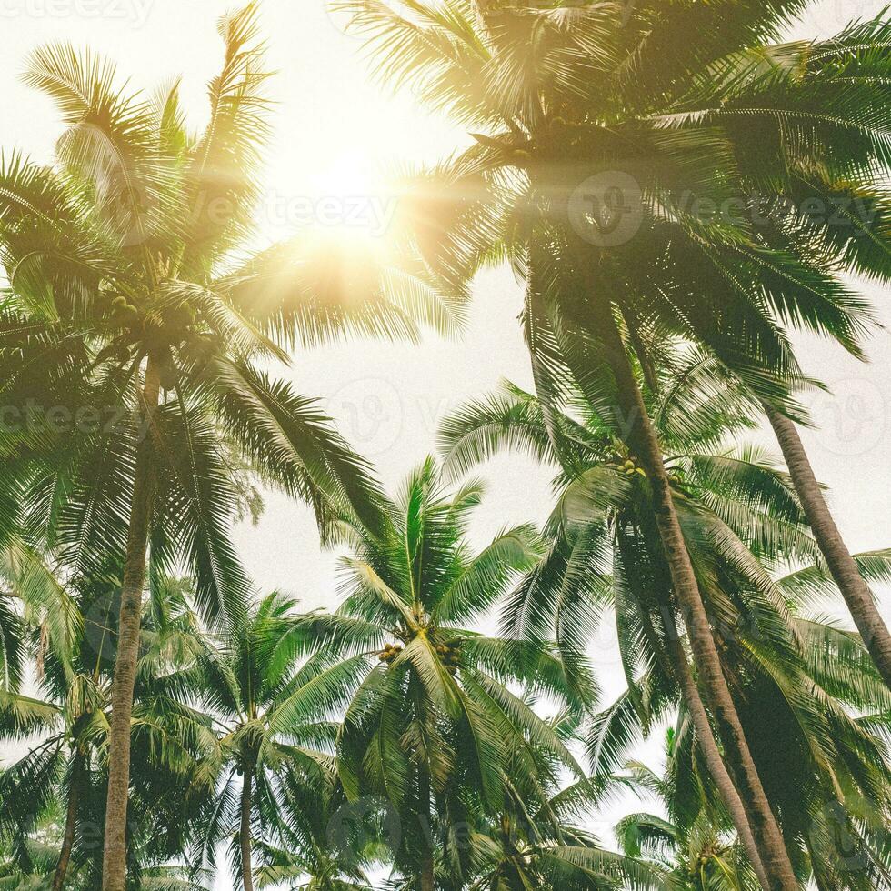 muitos coco Palma árvores em azul céu com brilho do sol dentro verão temporada. foto