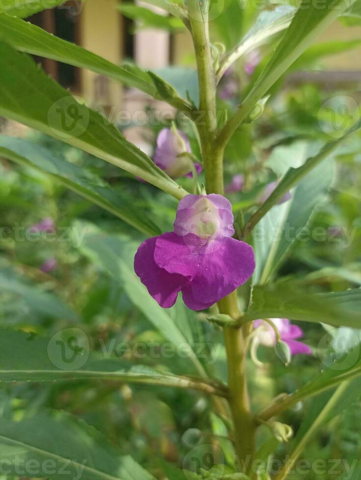 fechar acima do roxa hena flor foto