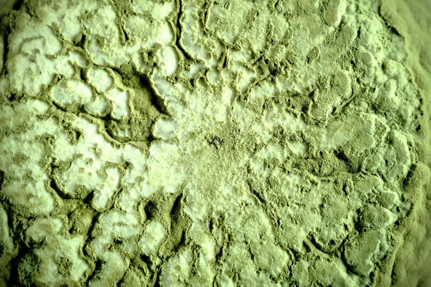 close upm imagem de fundo de fungo foto