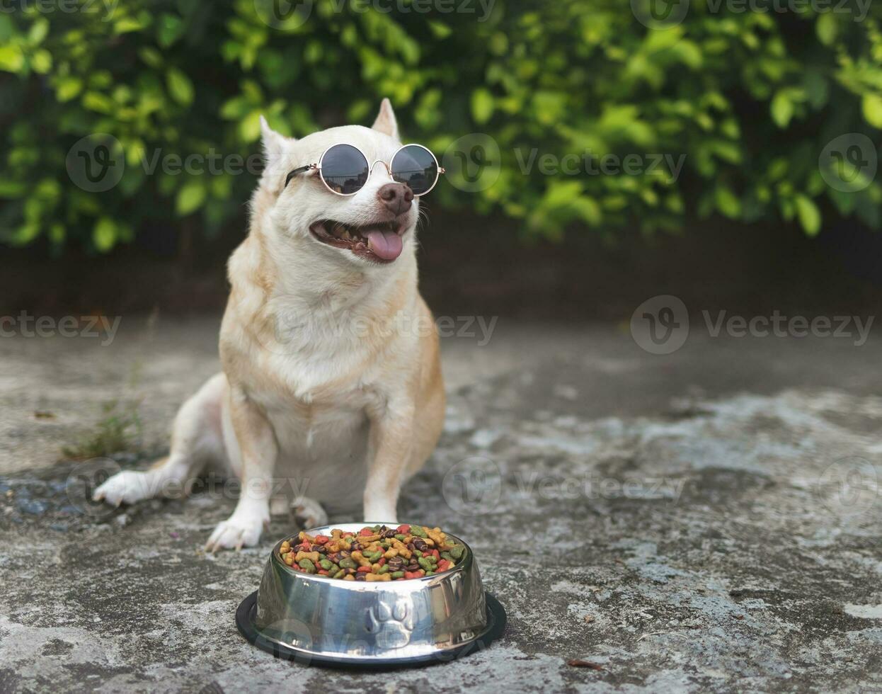 fofa Castanho chihuahua cachorro vestindo oculos de sol sentado em cimento chão com cachorro Comida tigela dentro a jardim. foto