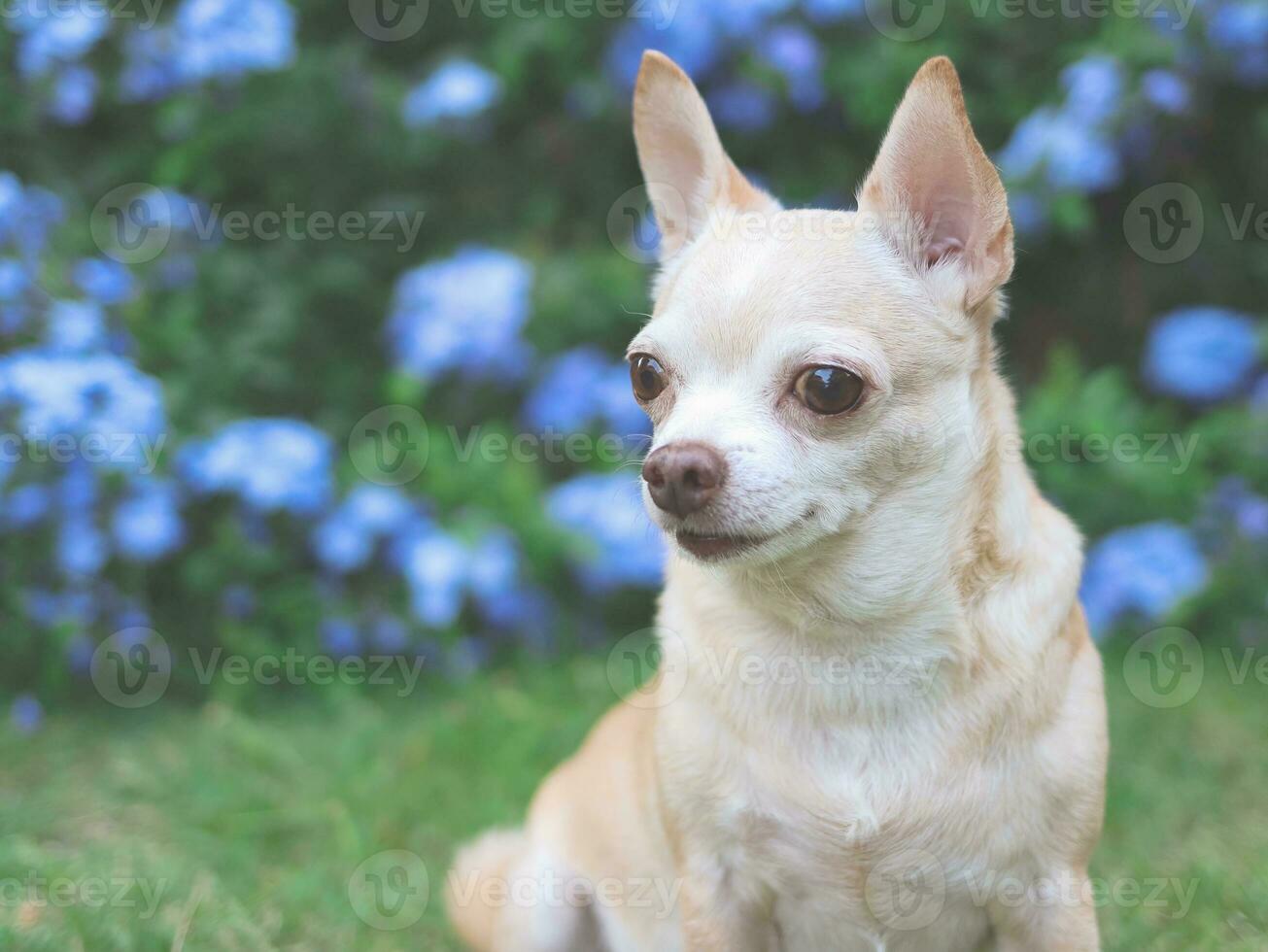 cão chihuahua de cabelo curto castanho sentado na grama verde no jardim com flores roxas blackground, olhando para longe, copie o espaço. foto