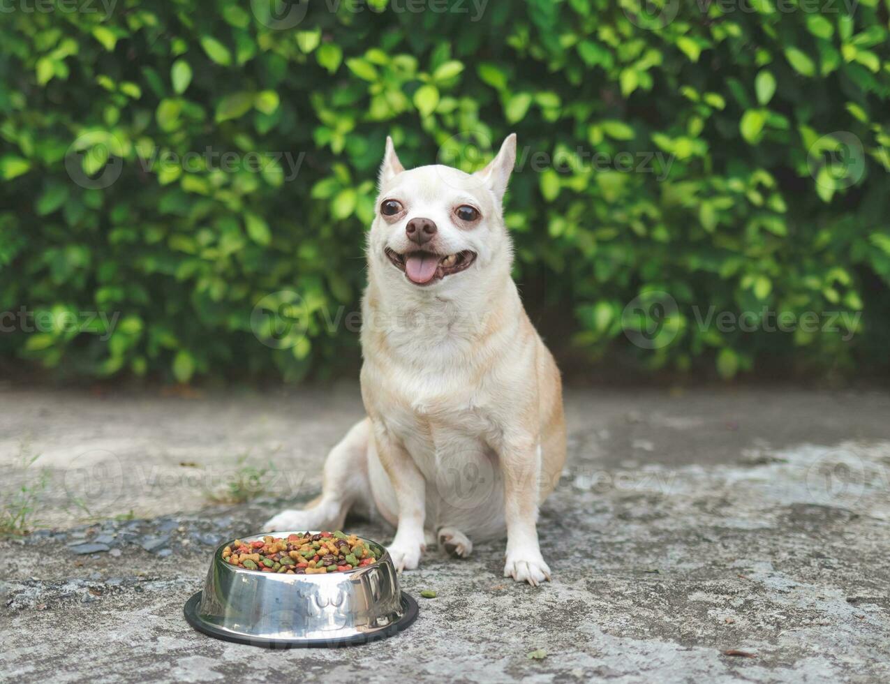 Castanho curto cabelo chihuahua cachorro sentado em cimento chão dentro a jardim ao lado cachorro Comida tigela sorridente e olhando às Câmera. animal de estimação saúde ou comportamento conceito. foto