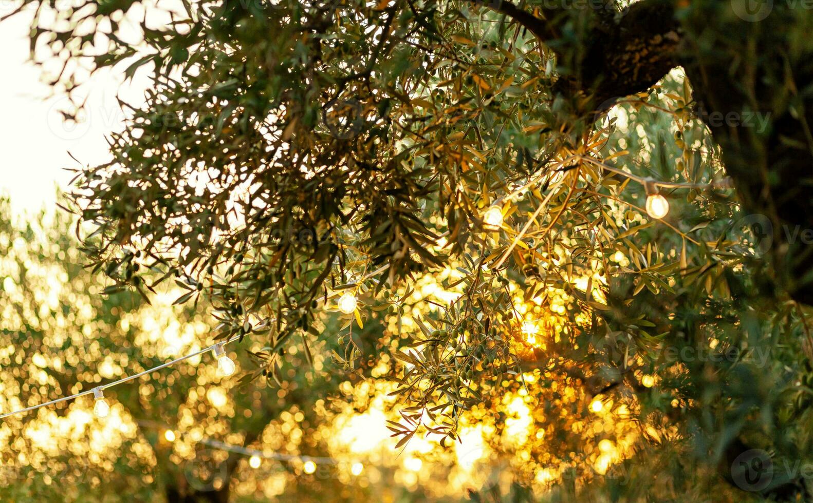 Oliva ramo com vintage lâmpadas às pôr do sol. foto