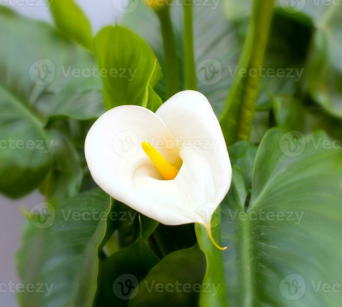 branco calla lírios com folha foto