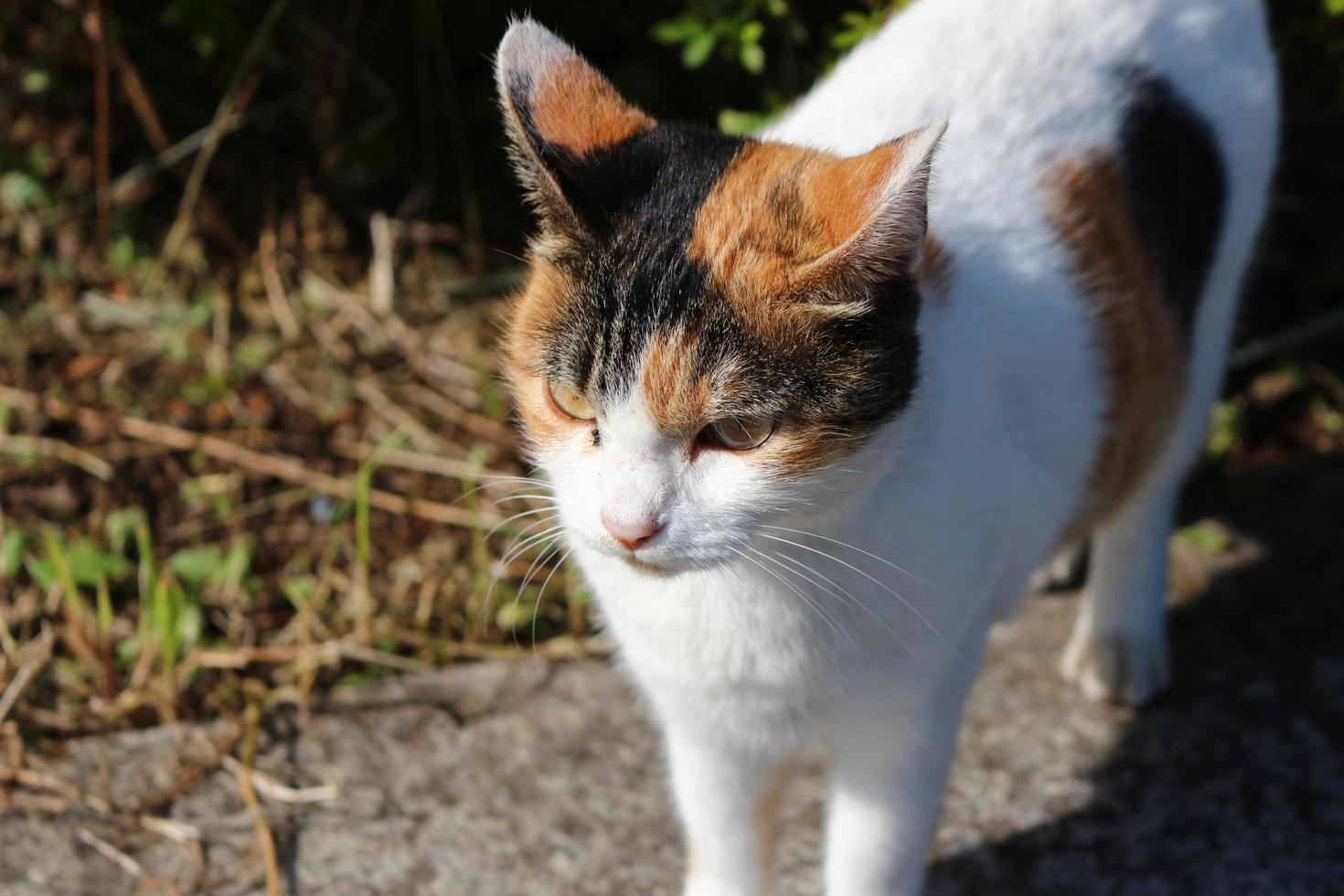 gato malhado no parque no outono foto