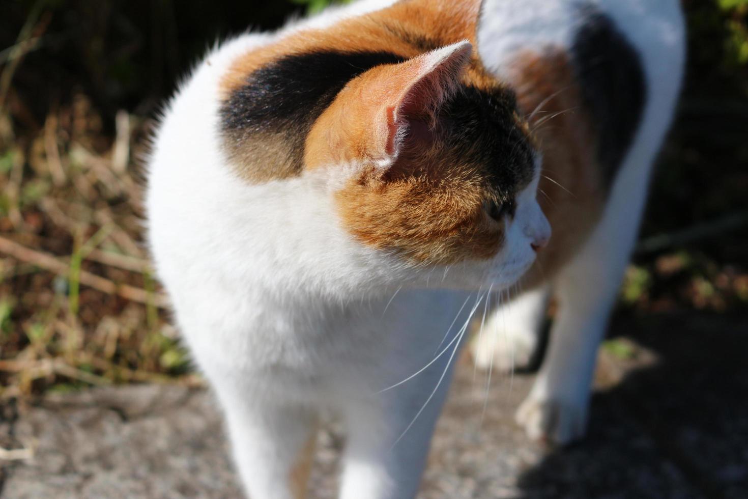 gato malhado no parque no outono foto