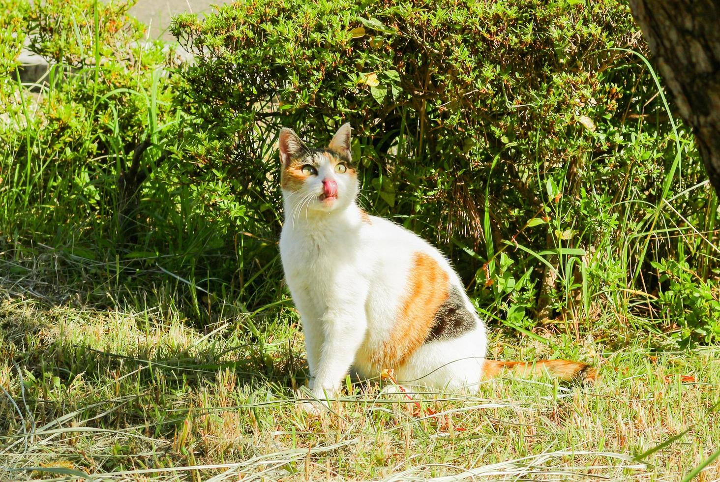 gato malhado no parque no outono foto