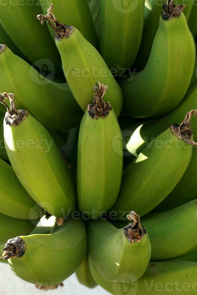 grupo do bananas plantas dentro floresta foto