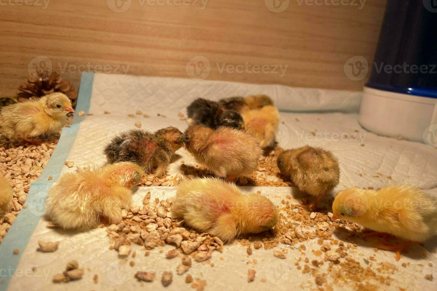 a pequeno galinhas dentro a inteligente agricultura. a animais agricultura o negócio com alimentando automação fornecem cenário com amarelo luz foto