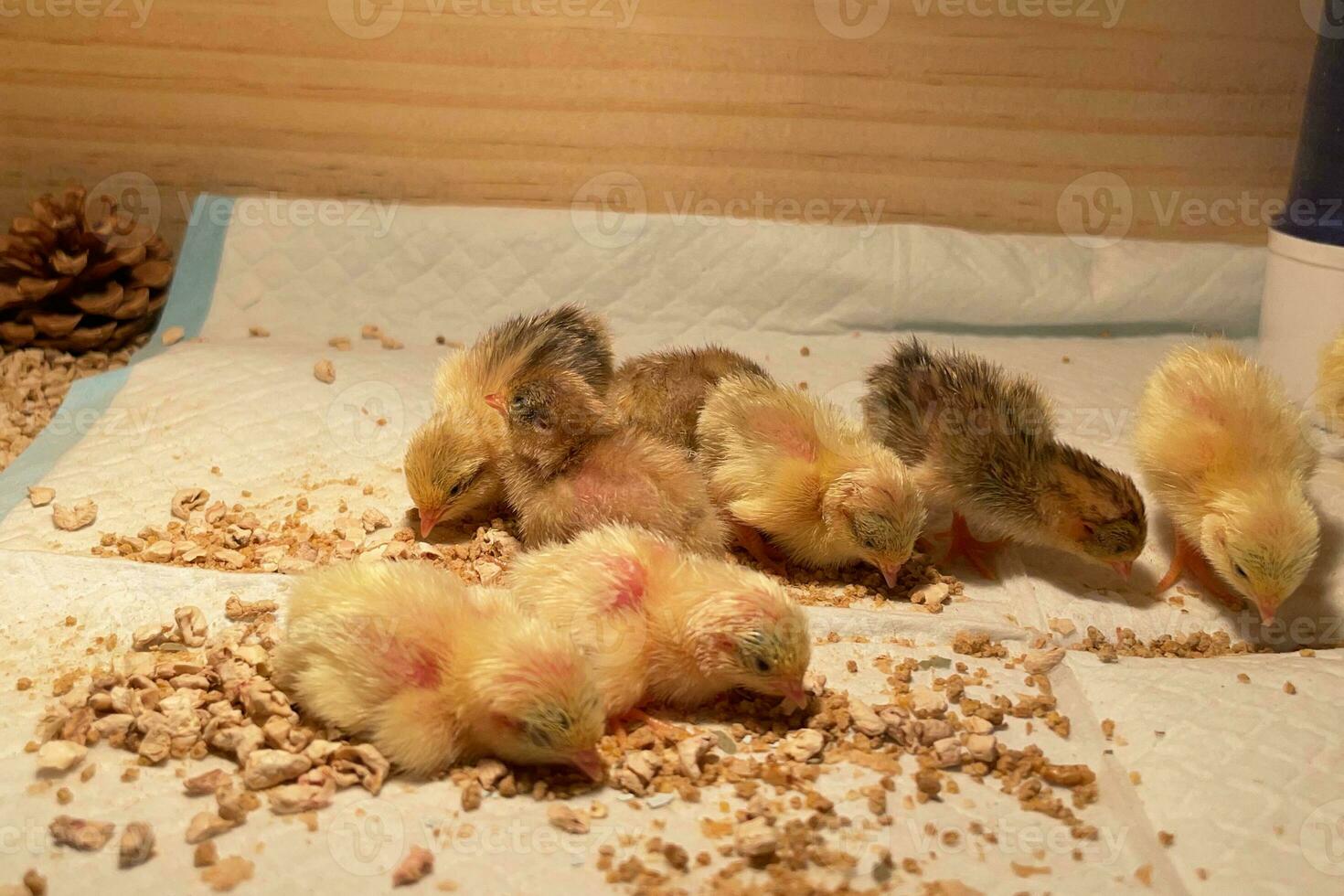 a pequeno galinhas dentro a inteligente agricultura. a animais agricultura o negócio com alimentando automação fornecem cenário com amarelo luz foto