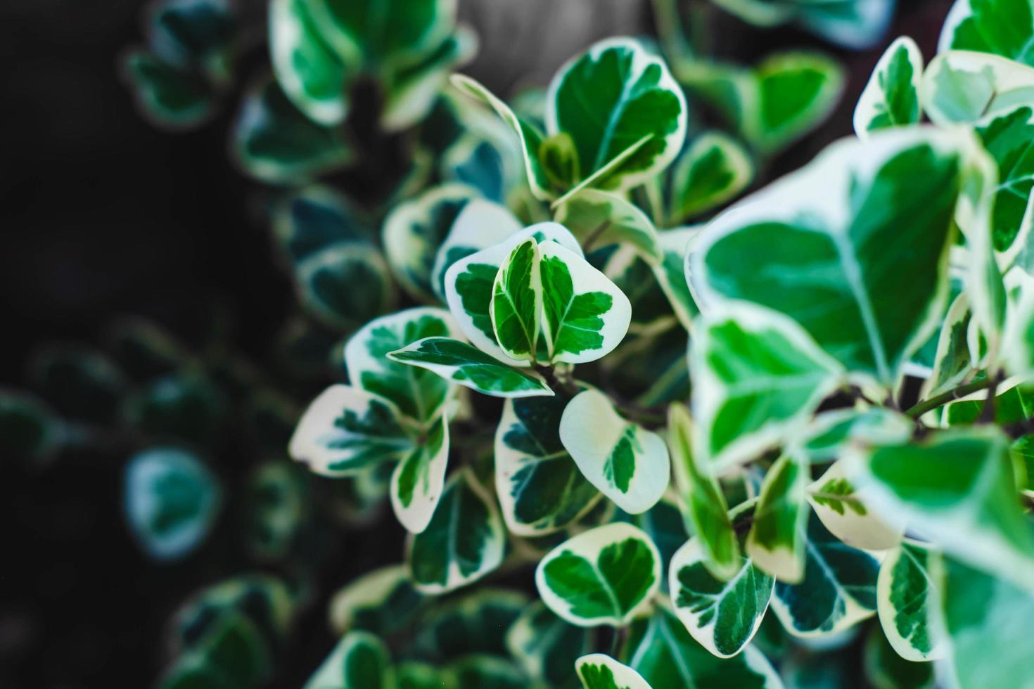 o fundo das folhas é verde e branco foto