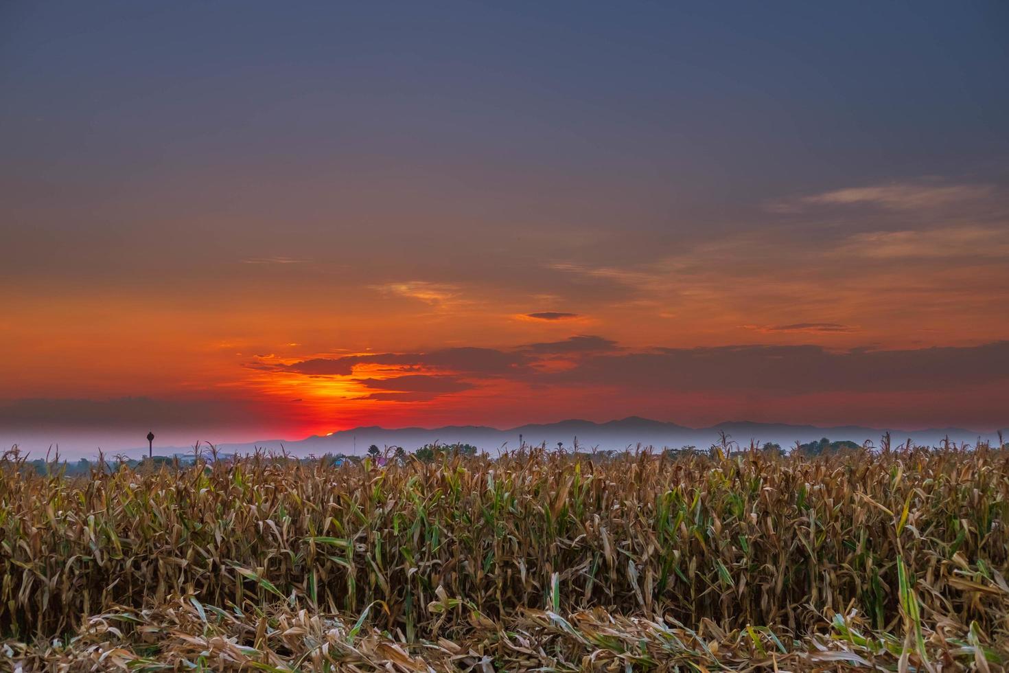 o pôr do sol no campo de milho foto