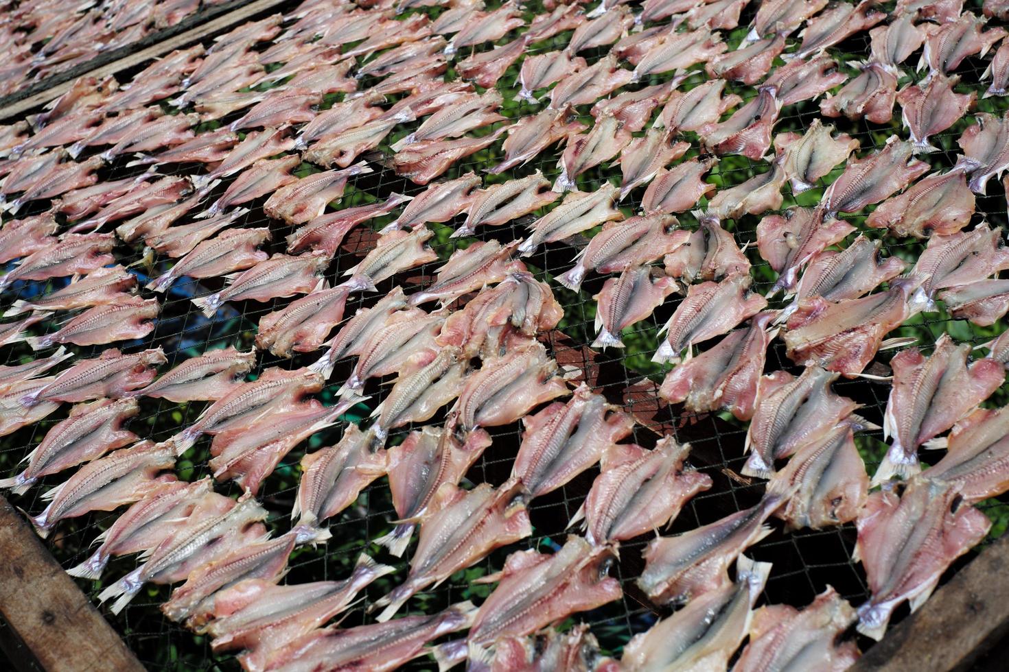 vista superior de peixes secos pela luz do sol na rede para fazer peixes salgados foto