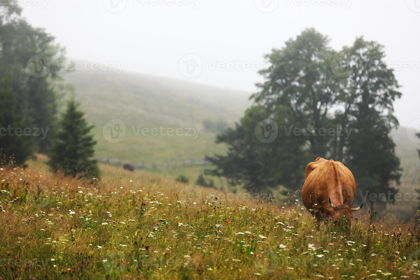 uma vaca vermelha pastando em um prado de verão com montanhas ao fundo foto