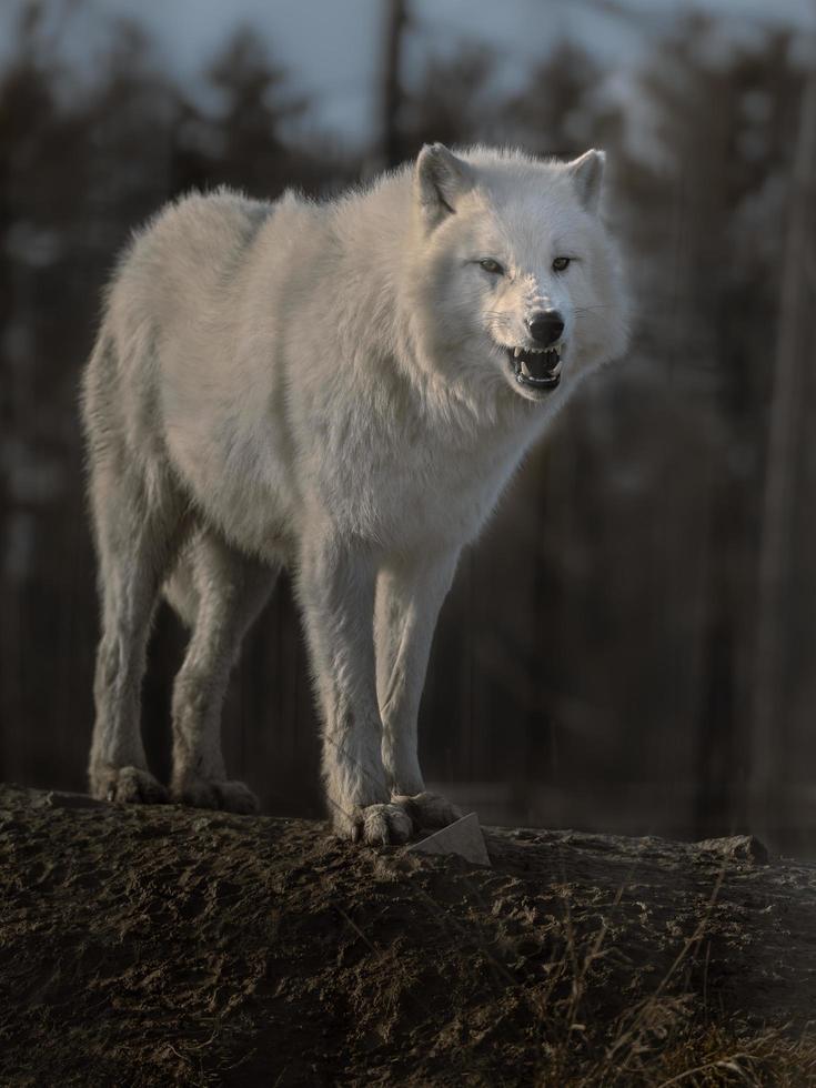 retrato de lobo ártico foto