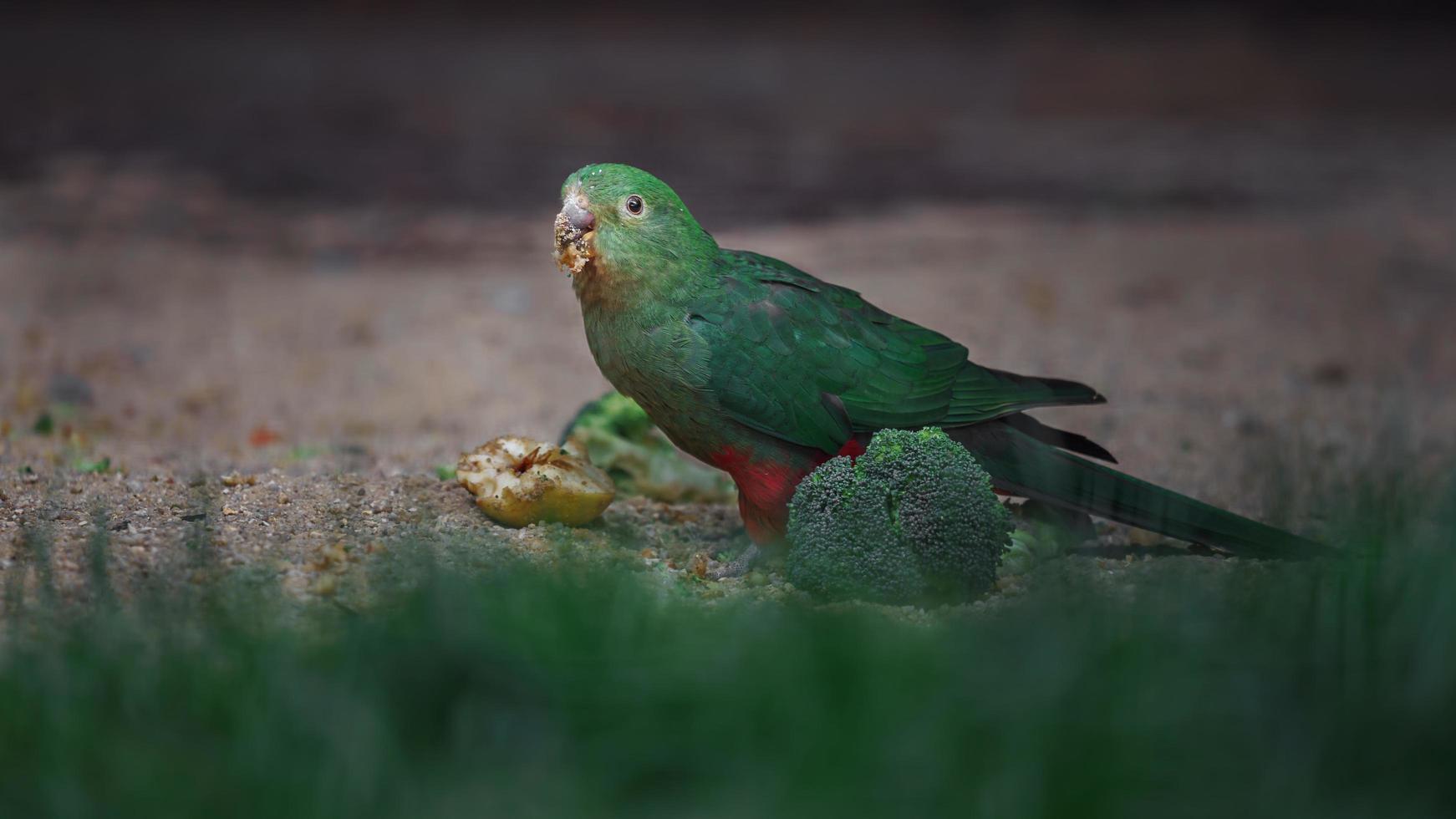 papagaio rei australiano foto