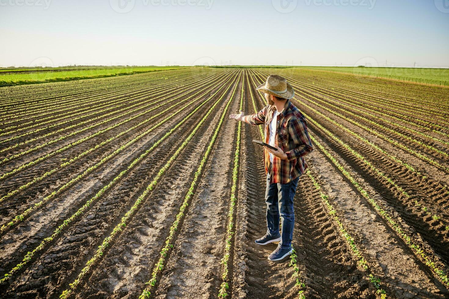 agricultor é cultivar soja em dele terra. ele é examinando progresso do plantações. foto