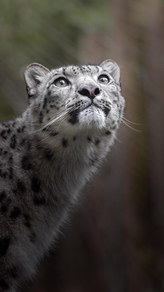 íris leopardo da neve foto