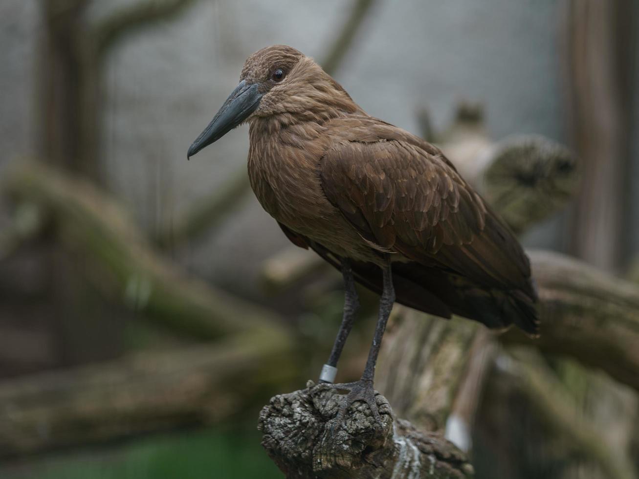 retrato de hamerkop foto